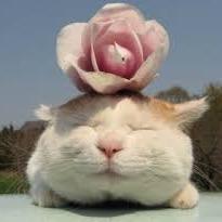 猫のキュートな画像や動画を集めて呟きます☆猫好き集まれー！