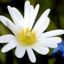 Sarah Maxfield - @fragile_cliche - Twitter