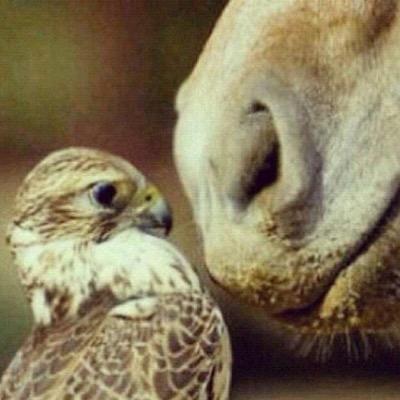 hhaannaa1413's profile picture. على سحابة أمشي .وانثر المطر