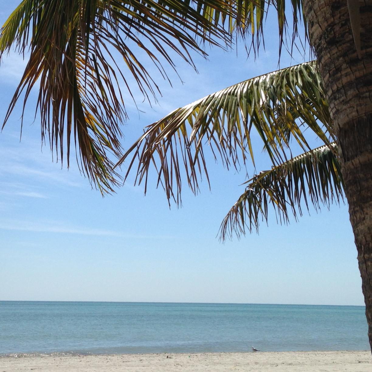 evergrncatholic's profile picture. 