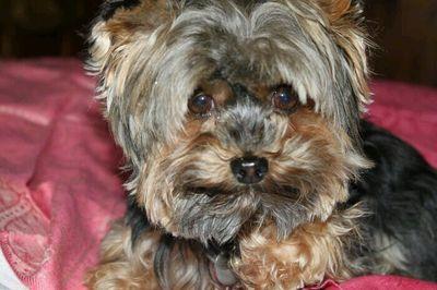 Best friend is Pippa my Yorkie. Soulmate ditto. Companion ditto. Confidant ditto. Pippa likes people. I don't.