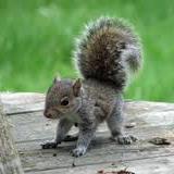 lorenzoddgFan's profile picture. 