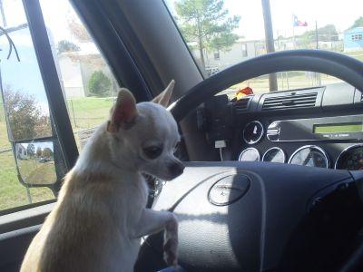 Chihuatude's profile picture. I am an over the road truck driver. Peanut, my little buddy, and I travel the contiguous 48 states of America, delivering good and products.