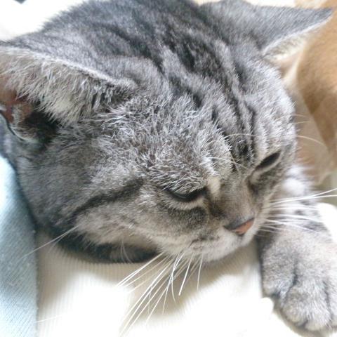 nemuさんのプロフィール画像