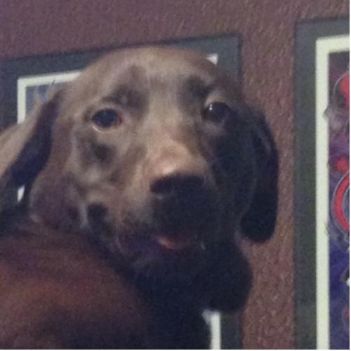 Teddy2Toes's profile picture. I like stuff and on occasion things.