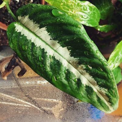 peekaboobigwind's profile picture. マニアックか植物好きです、スキスマがわかる人なら私の友達