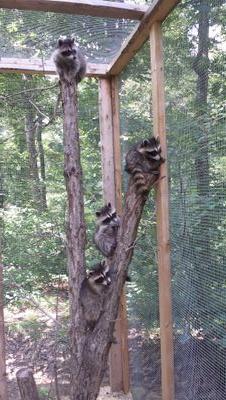 ccritters78's profile picture. 