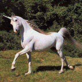 hi unicorn fans/followers/lovers i will be tweeting about unicorns and will be putting alot of unicorn pictures on here so keep following xxx