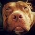 Kristen Saluto (@resqdliferocks) Twitter profile photo