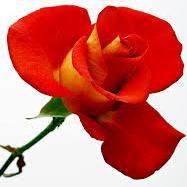 samsomdesta1's profile picture. 