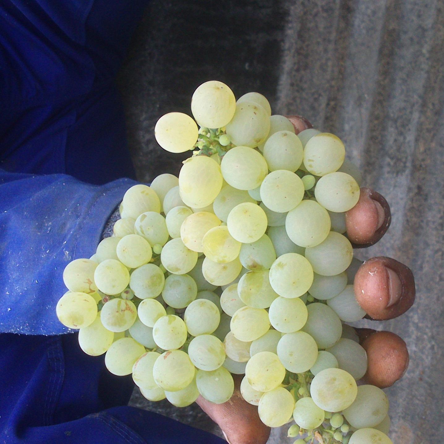 StephanViljoen's profile picture. Beginner farmer. Beginner bicycle rider. Beginner birder. Beginner husband. Beginner beginner.