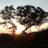 Sunchild_yyc's profile image