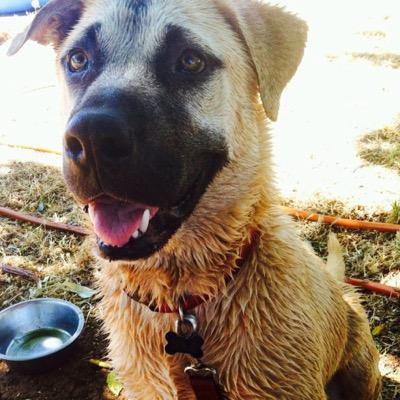 Profile Picture of Chris Horstmeyer (@the_horstmeyer) on Twitter