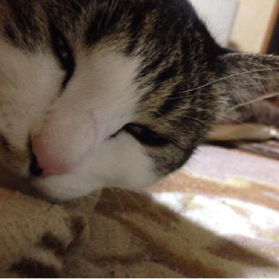 bCNVVRI7nvrceFL's profile picture. YouTubeをよく見てます！特に赤髪のともさんやあしあとなどをよく見ます！！あかがみんメンバーではshowさんクミさんあちゃみさんこの三人が特に好きです！大((*´∀｀人´∀｀*))好♪ 赤髪リスナーカモォン フォロバします！