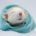 rats are people too (@frogpissmouth) Twitter profile photo rats are people too (@frogpissmouth) Twitter profile photo