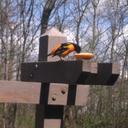 Robert hans - @hans_bob66er - Twitter