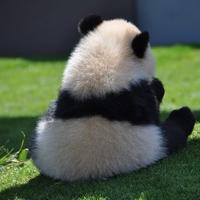 はと (@hato794) Twitter profile photo