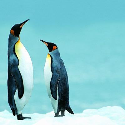ども。Penguinです。PS3でGTA.BO2.ＭＷ3などのゲームやってます。FPS歴はまだ１年ちょっとです。ﾎﾞｯﾁ