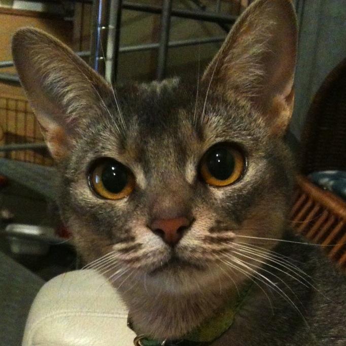 ハワイ、猫、U2、おいしいお酒、うどん、ヴァセリン、ビバヒル90210 …ないと生きていけないもの。猫とすてきに暮らせるインテリア、ケンチクを追っかけるのはライフワーク。愛猫はアビシニアン・ヒナさん。名前はハワイ神話の月の女神様からお借りしました。※エロ垢はブロック通報
