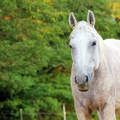 A nonprofit therapeutic riding centre offering services to children with disabilities.