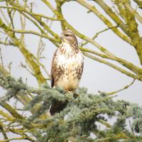 clive sawyer (@naturesomerset) Twitter profile photo