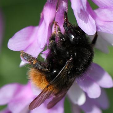 Amateur naturalist, somewhat obsessed with #Bumblebees.
Barely active on here anymore. You can still find me on iNaturalist if this all goes south.