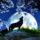 Maddie Ward - @wolfiehowl77 - Twitter