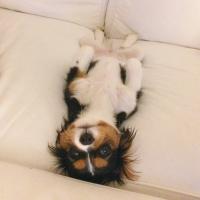 Das Mausili™ (@hundifymylife) Twitter profile photo