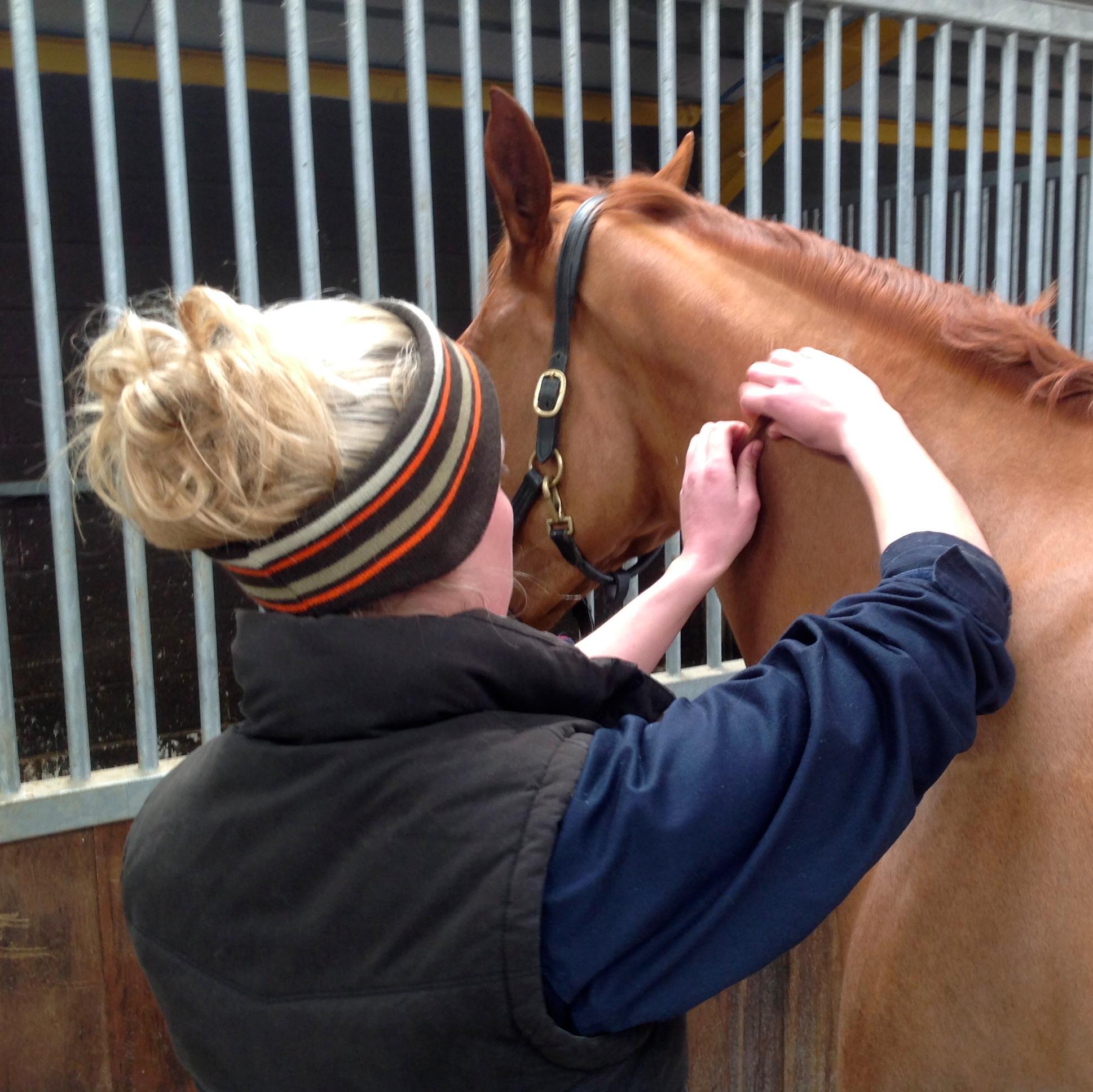 Equine & Human Sports Massage Therapist based in Warwickshire.