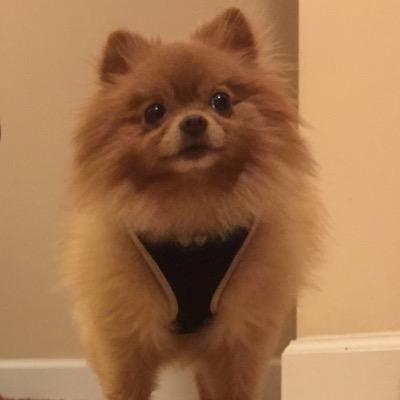 Lola_The_Beast's profile picture. Hi, I'm Lola. I love the Gators, Mets and yoga. That's right! I'm not your average Pomeranian! My mommy is @cassielynn111, please follow her too!
