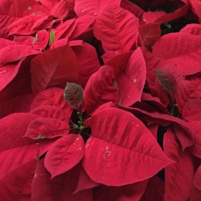 AlhamdBandar's profile picture. كم هي عَظِيمَة.. | سوف يركز الحساب على دعم ونشر كل ما هو جديد في علوم التقنية والإبداع البصري..