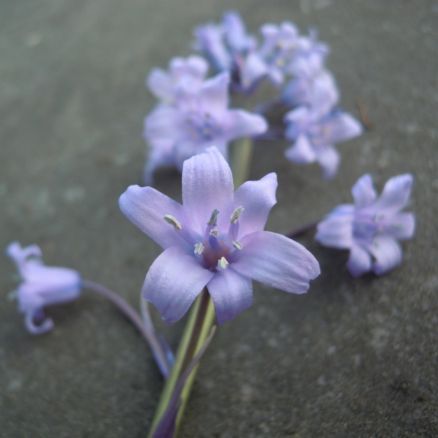 LorineEtienne's profile picture. Archère