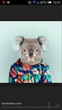 koalamanda_'s profile picture. #followback