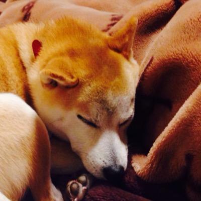 mononono72's profile picture. 犬といいとこ住んで料理つくる