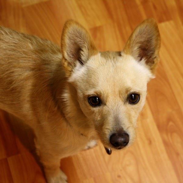 Pic is my dog Harry
