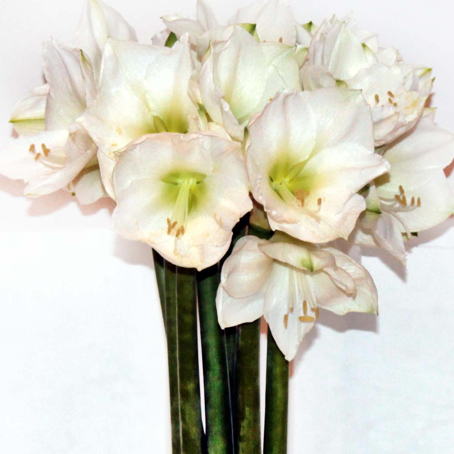 As a Montreal florist, we will put our hearts and souls into your floral design. Book your appointment today (514)791-4014!