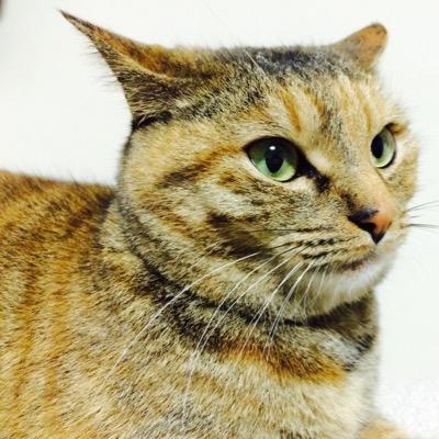 cccttt222cccttt's profile picture. その類い稀なる繊細な感性でよく遅刻をする。