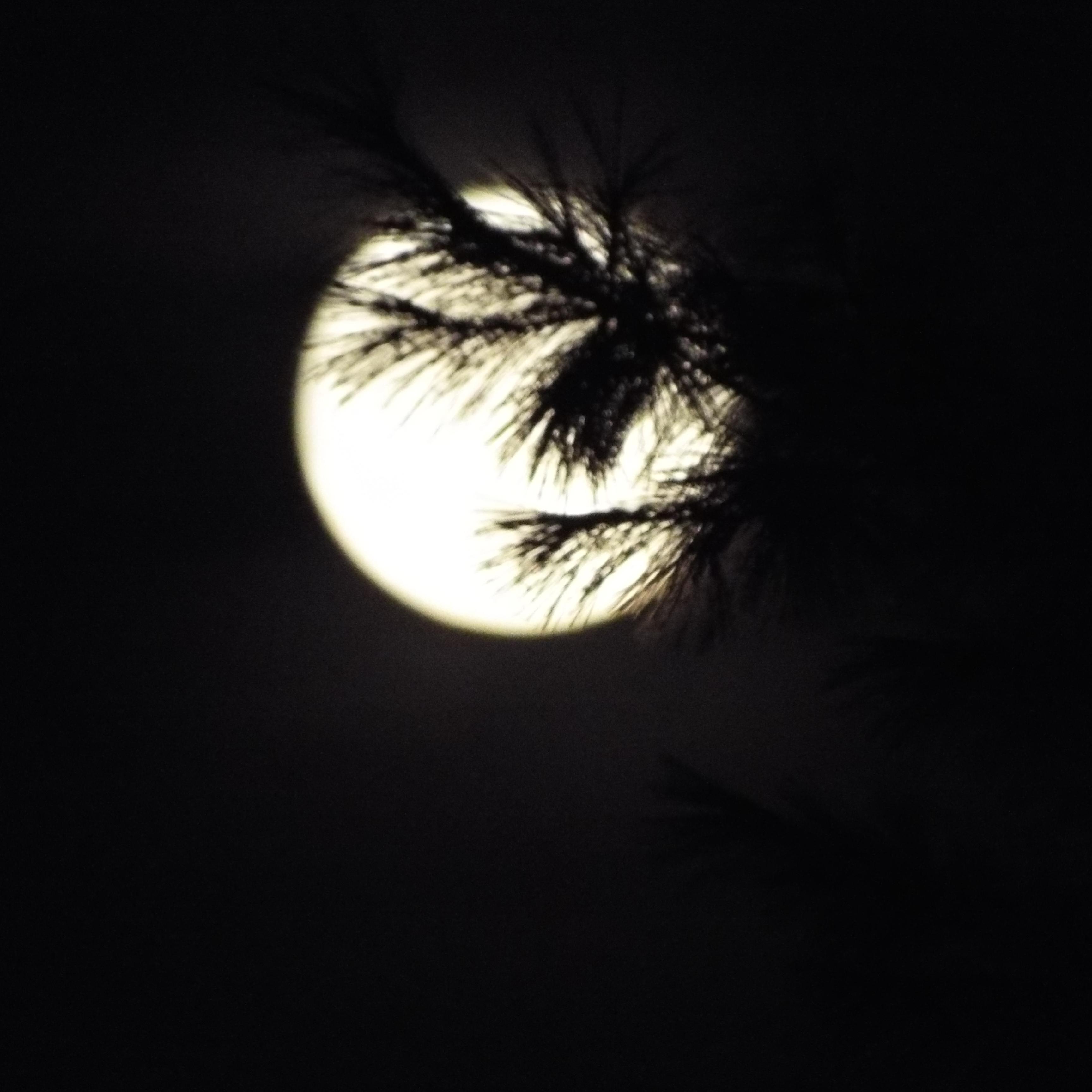 nirvaniamom's profile picture. 