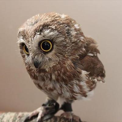 動物大好き 南アフリカ共和国 野生動物愛好家リースル ムールマンがクルーガー国立公園で撮影した ヒョウvsヤマアラシンの戦い Http T Co Mmulyb90fs 戦意喪失したヒョウの顔がなんとも Http T Co 84ia1gcnre 動物大好き 南アフリカ共和国 野生動物愛好家リースル ムールマンがクルーガー国立公園で撮影した ヒョウvsヤマアラシンの戦い Http T Co Mmulyb90fs 戦意喪失したヒョウの顔がなんとも Http T Co 84ia1gcnre