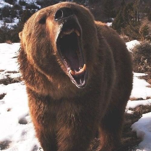 yank_ruslan's profile picture. 