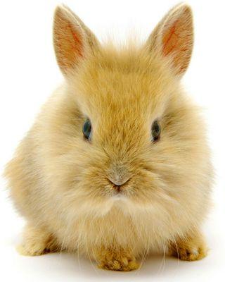 ♡ Funny Bunny Montages ♡