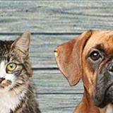 Catspiration & Dogspiration: online magazines voor katten- en hondenliefhebbers - vernieuwend, informatief, inspirerend!