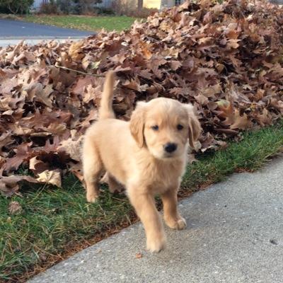 GoldenMackey's profile picture. I'm new to the world, but I'm not letting anything slow me down! Tweeting from a dog's point of view.