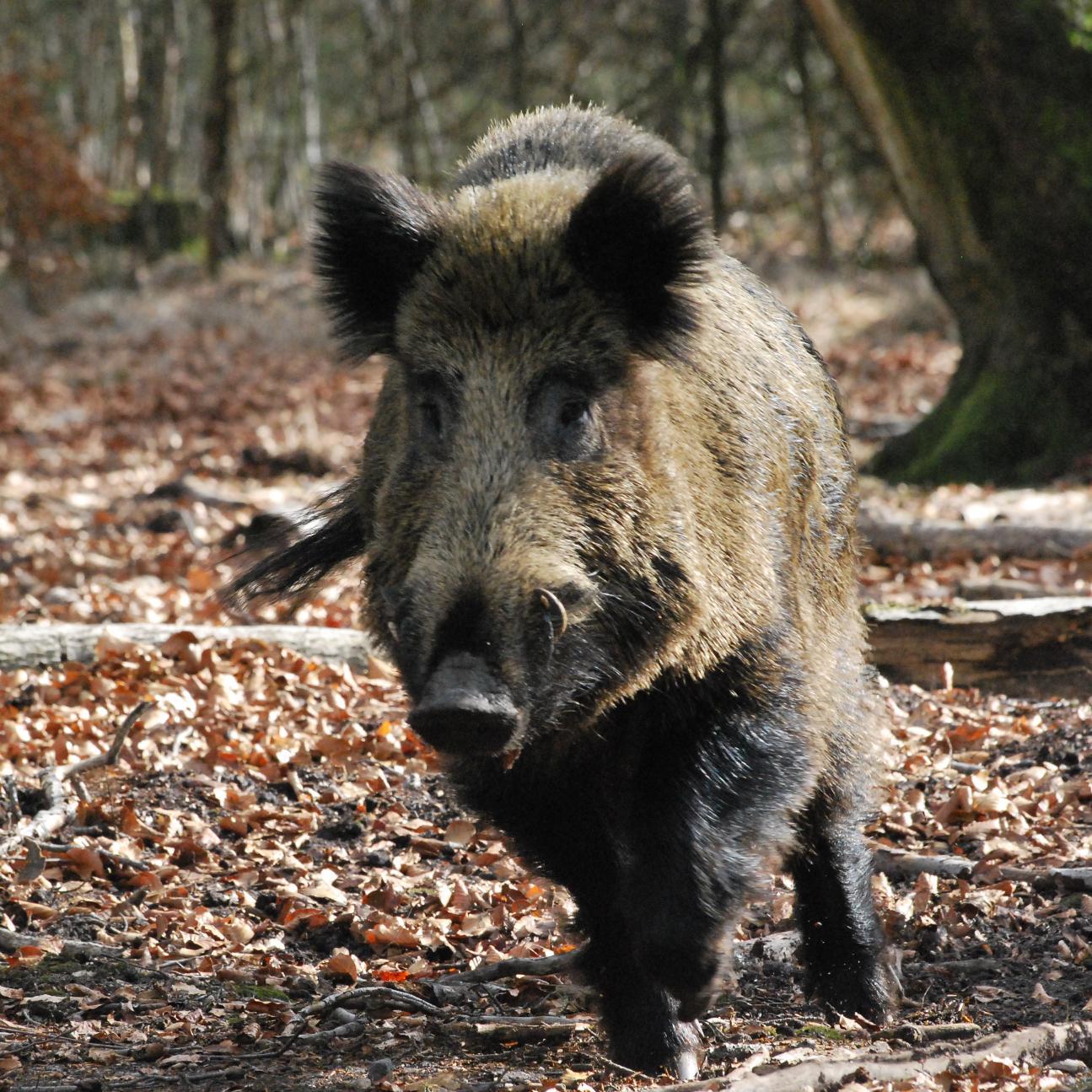 Ben groot natuurliefhebber van kinds af, geboren en getogen op de Veluwe. Hou van vrede en respect voor alles wat leeft.