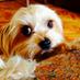 Carmela (@eltaconeo) Twitter profile photo