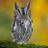 athenaguitars's profile image