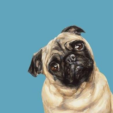 Nos dedicamos a pasear perros en el area de polanco, napoles y valle, !!mejora el estilo de vida de tu mascota¡¡.