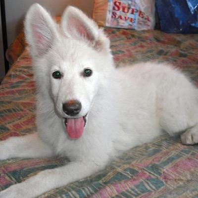 I'm Bolt! I belong to a group called the Lost Boys! My fathers are @Rentboychris and @sonofhell_, my brother is Seon. a witch made me speak. (RP/OC)