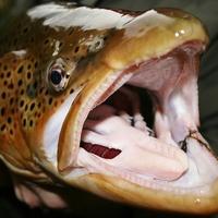 Emmet Ó Néill (@dollaghanonfly) 's Twitter Profile