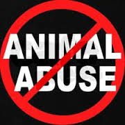 no2crueltynow's profile picture. #RIPZay @loridowney3 We are Lori's family!